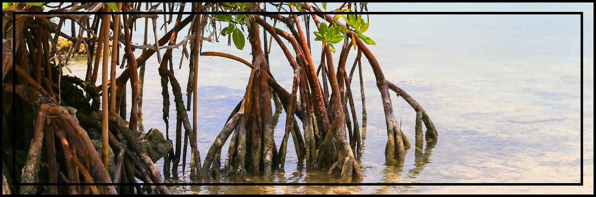 Mangrove Trimming