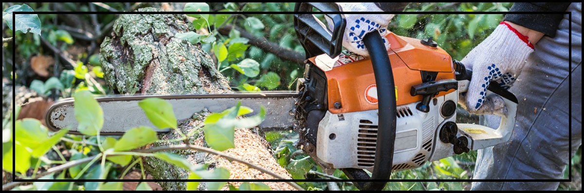 Tree Services