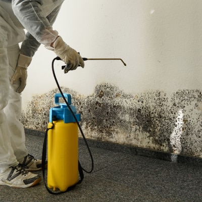 MOLD REMOVAL