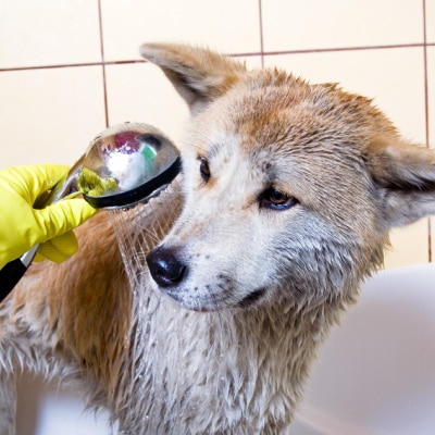 DOG GROOMING SERVICES