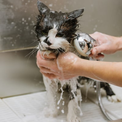 CAT BATHS