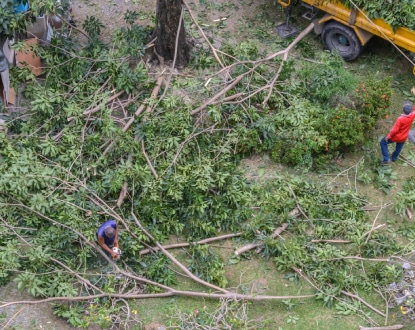 RESIDENTIAL TREE SERVICES