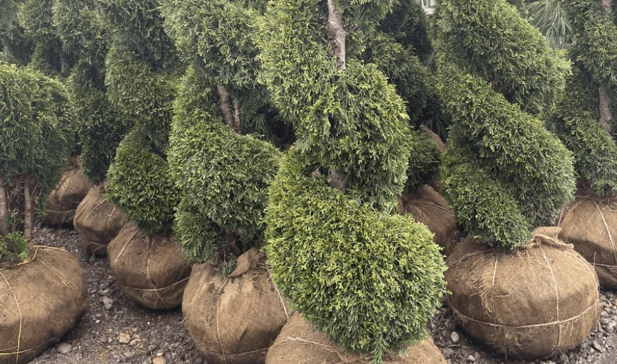 JF Landscaping Design