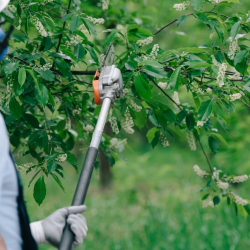 Tree Trimming Service