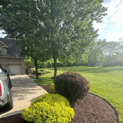 Tree Trimming