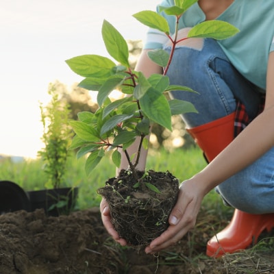 TREE PLANTING SERVICES