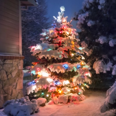 HOLIDAY TREE LIGHTING