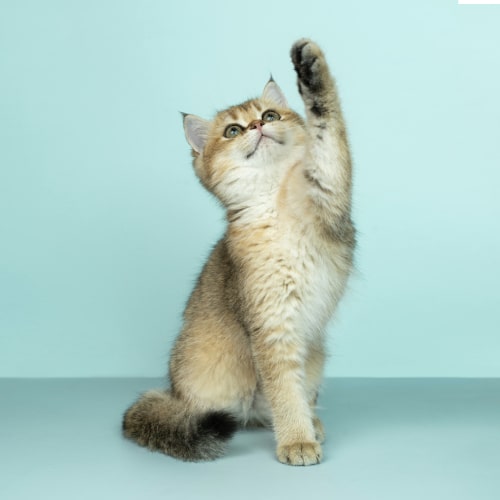 Cat Grooming Services