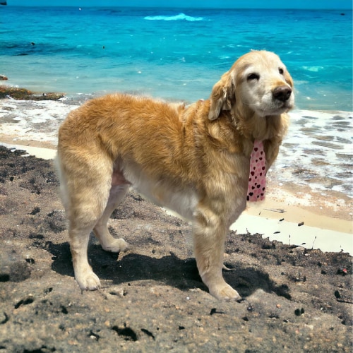Dog Grooming Services