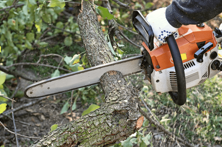  Magnolia Tree Service