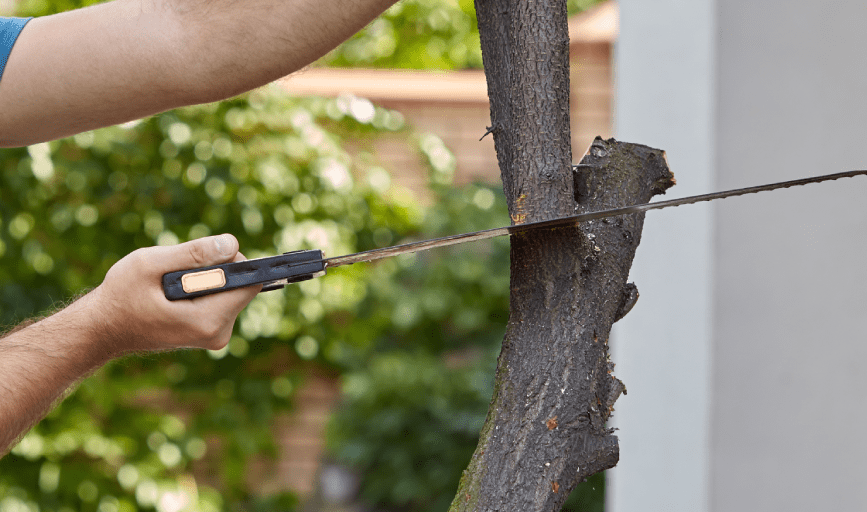  Magnolia Tree Service