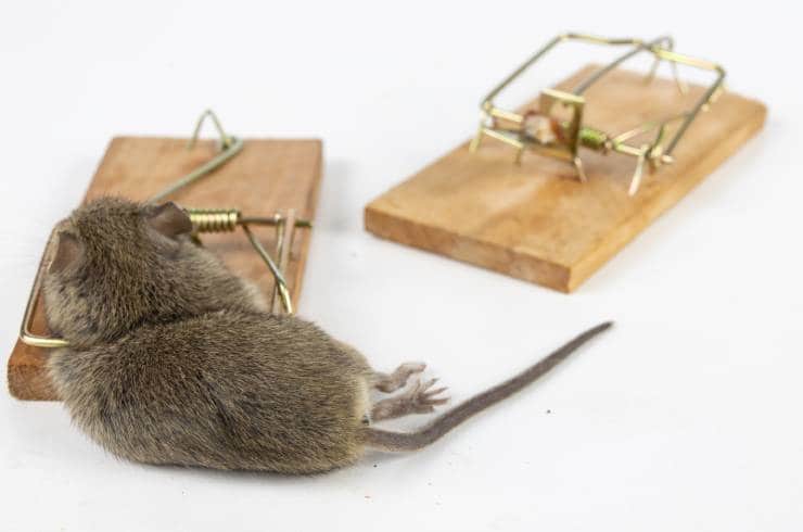 Productive Rodent Proofing