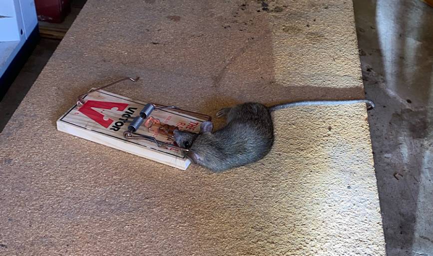 Productive Rodent Proofing