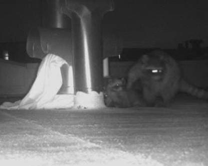 CRAWL SPACE INFESTATION