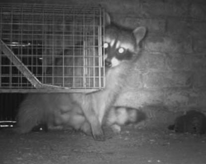 RESIDENTIAL RODENT CONTROL