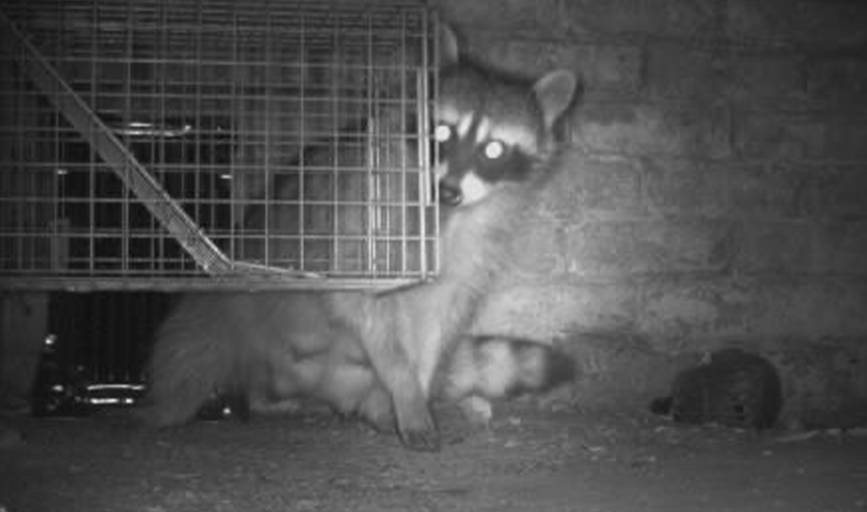 Productive Rodent Proofing