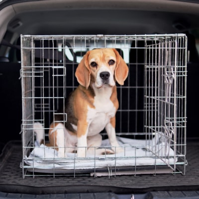 PET TRANSPORT