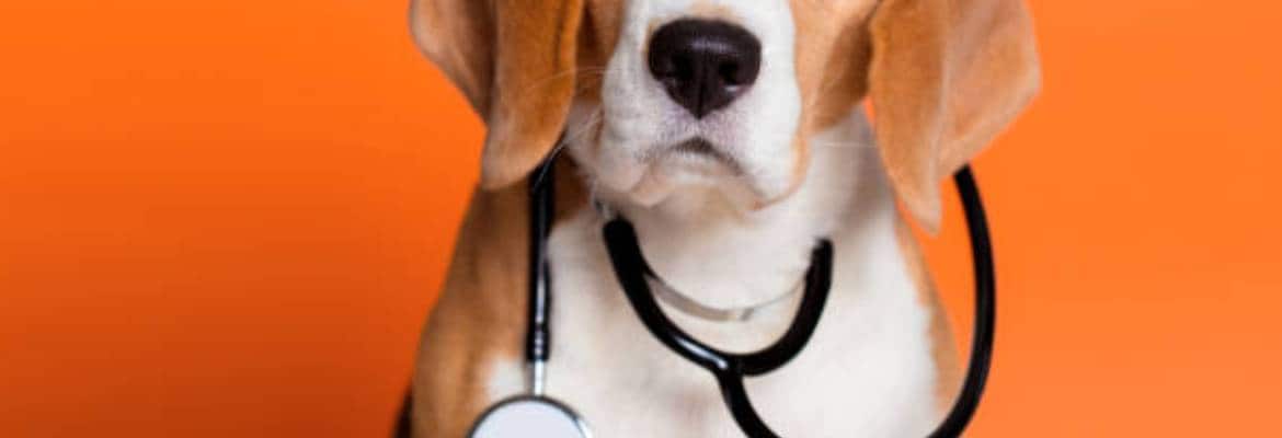 Van Nuys Veterinary Clinic