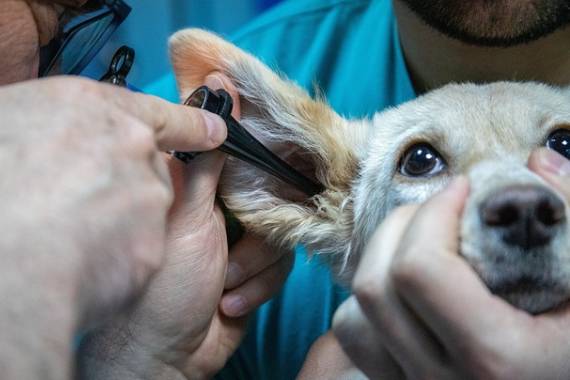 Van Nuys Veterinary Clinic