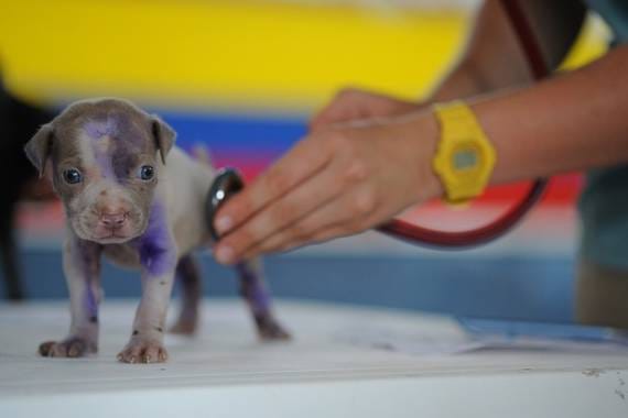 Van Nuys Veterinary Clinic