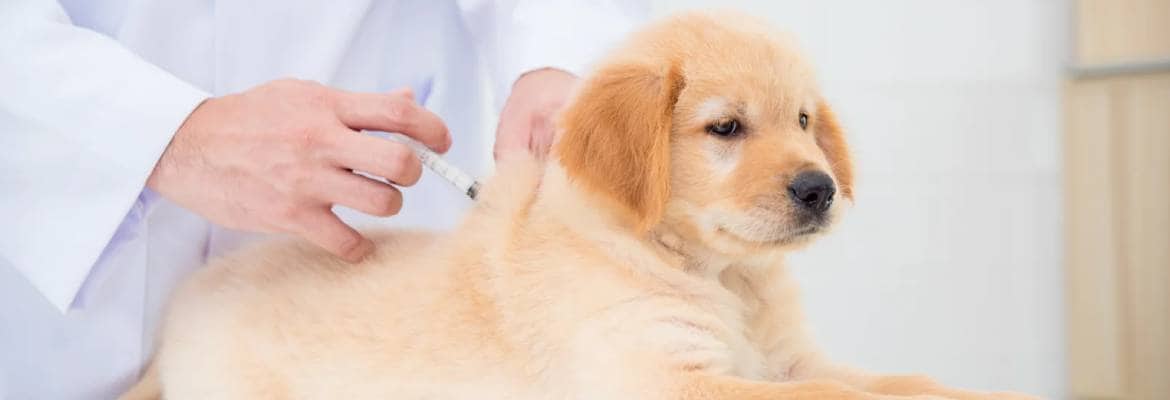 Van Nuys Veterinary Clinic