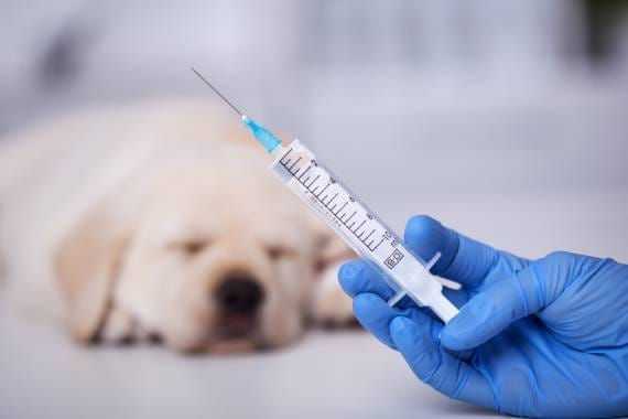 Van Nuys Veterinary Clinic