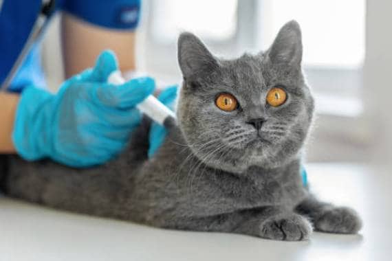 Van Nuys Veterinary Clinic