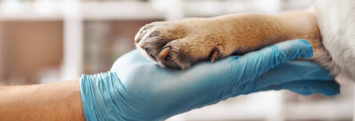 Van Nuys Veterinary Clinic