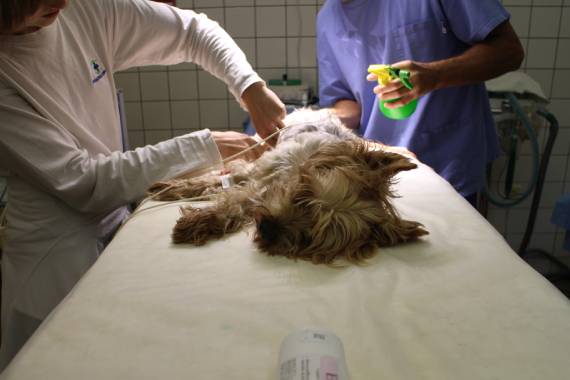 Van Nuys Veterinary Clinic