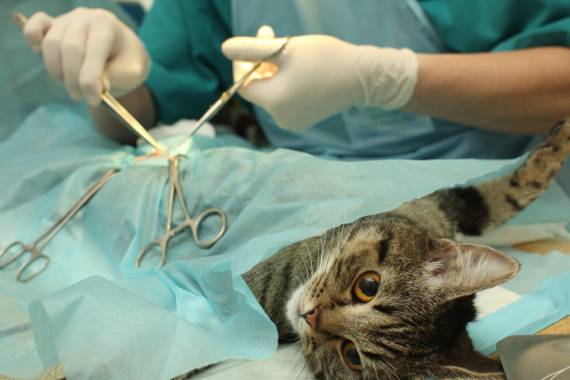 Van Nuys Veterinary Clinic