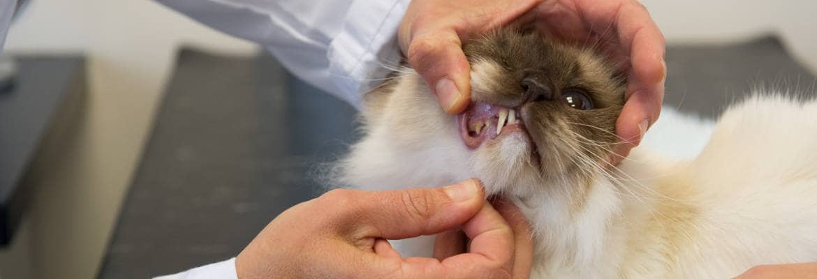 Van Nuys Veterinary Clinic