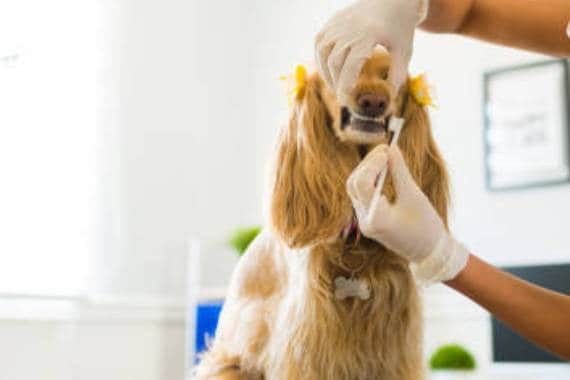 Van Nuys Veterinary Clinic