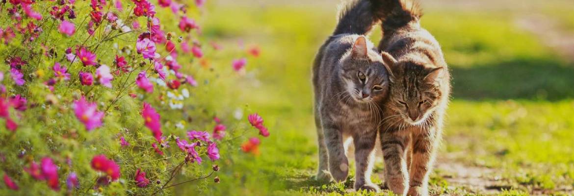 Van Nuys Veterinary Clinic