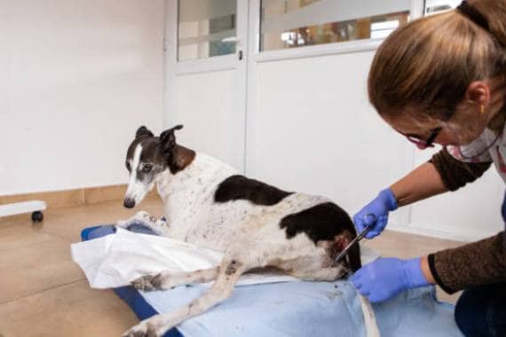 Van Nuys Veterinary Clinic