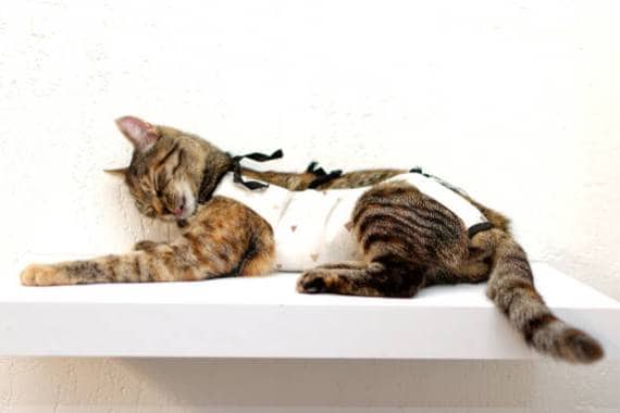 Van Nuys Veterinary Clinic