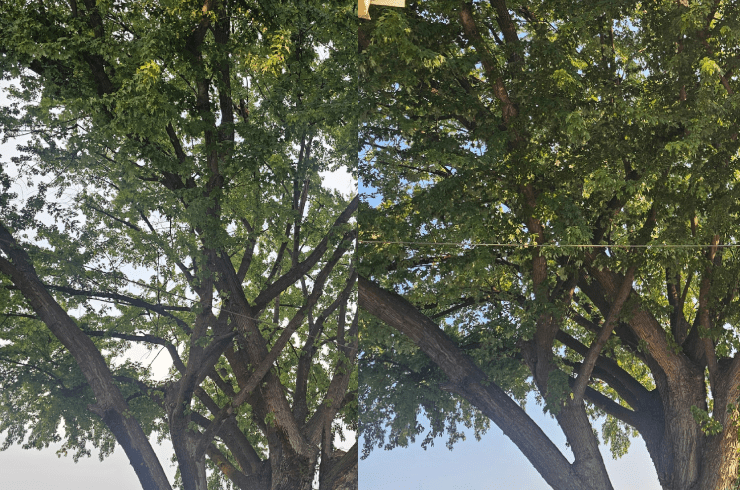 Altitude Tree Service
