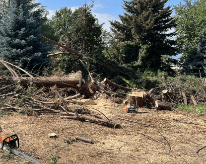 TREE REMOVAL