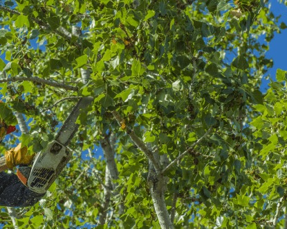 TREE TRIMMING