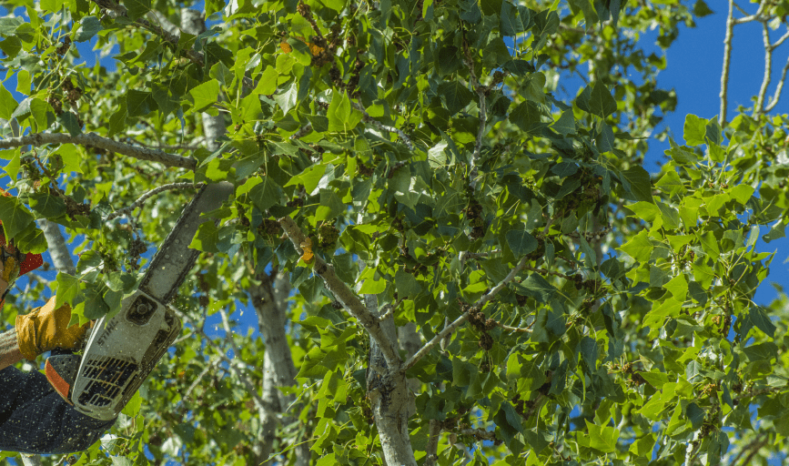 Altitude Tree Service