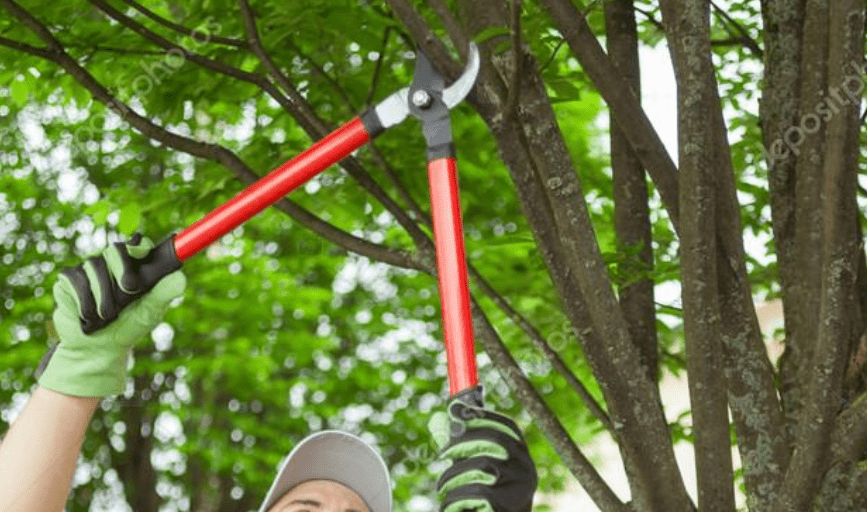 Altitude Tree Service