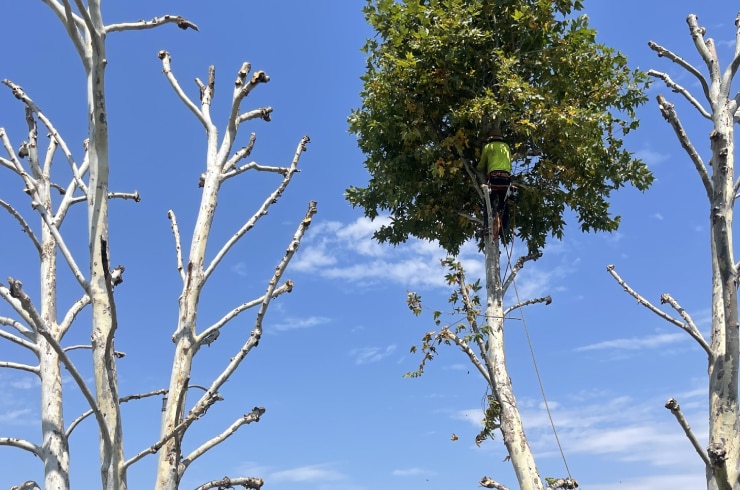 Master's Tree Service and Landscaping