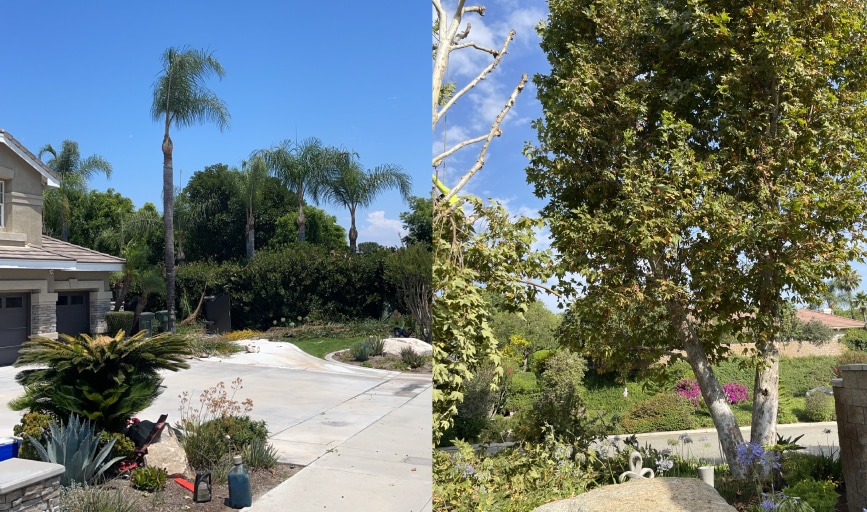 Master's Tree Service and Landscaping