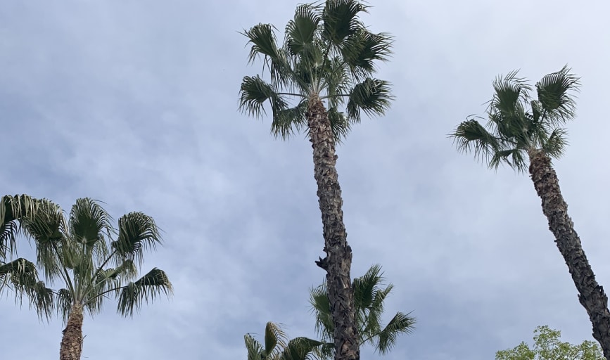 Master's Tree Service and Landscaping