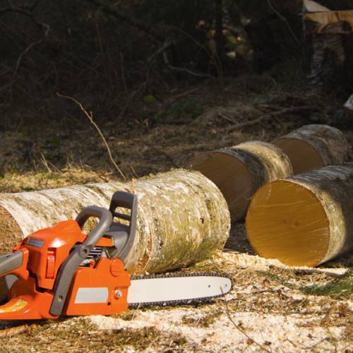 Hazardous Tree Removal
