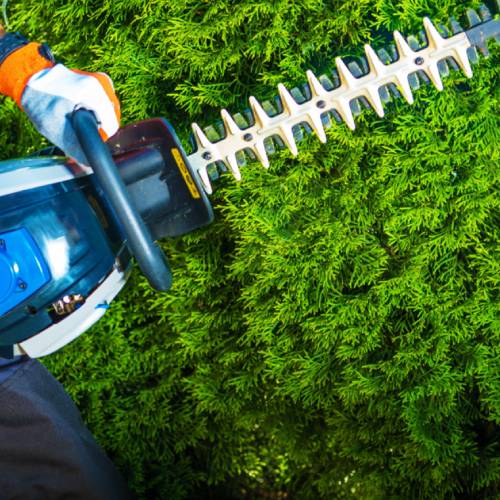 Tree Pruner