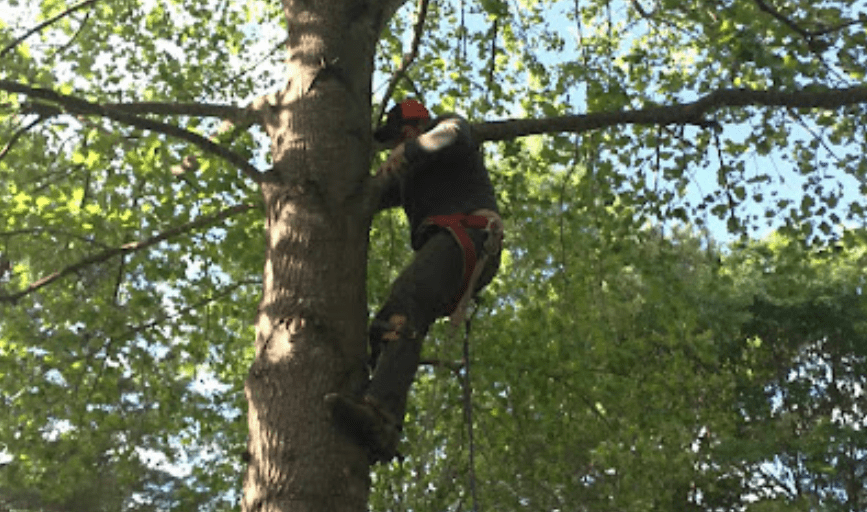 Razorback Tree Service