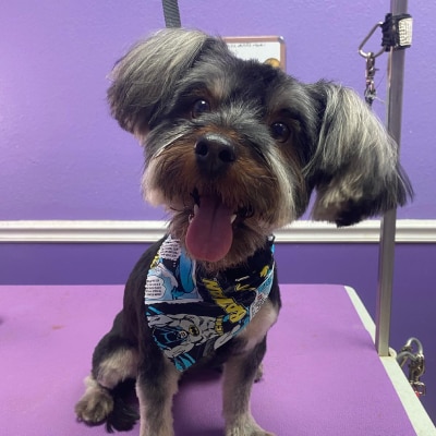 MOBILE PET GROOMING