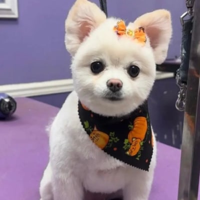 DOG GROOMING