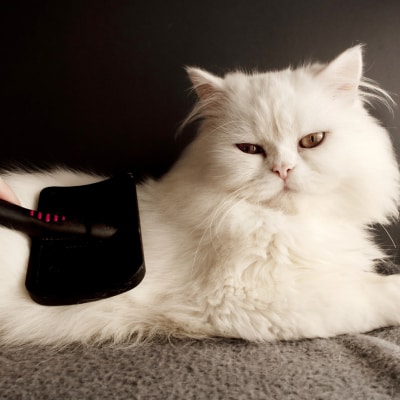 CAT GROOMING