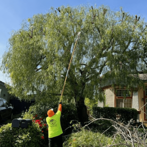 Tree Service